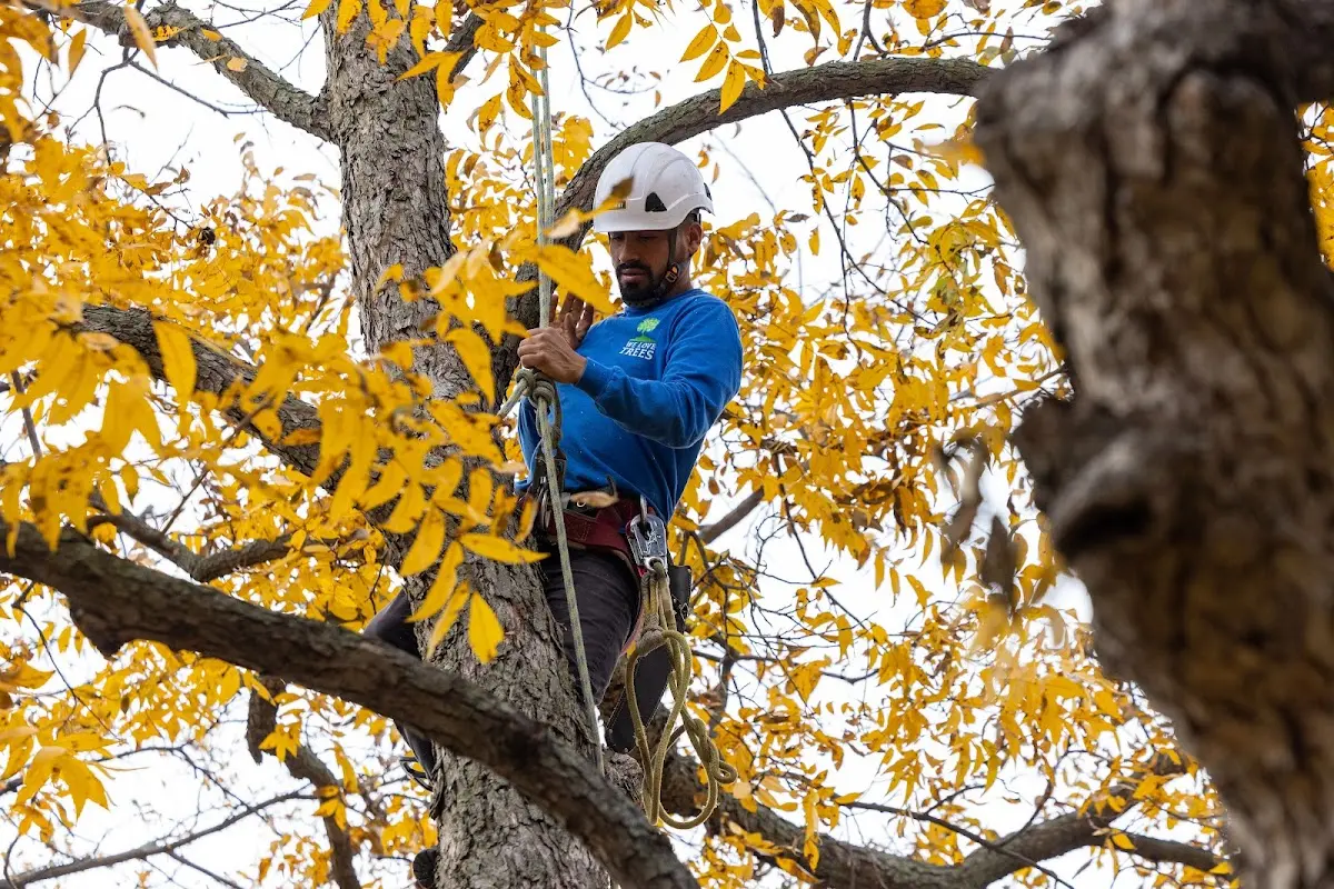 Skilled Tree Planing crew working in Centreville